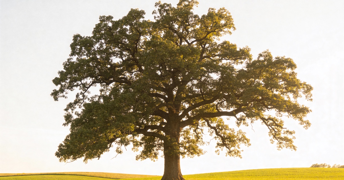 Tree Loving Care, ISA Certified Arborists in the Driftless Region, WI