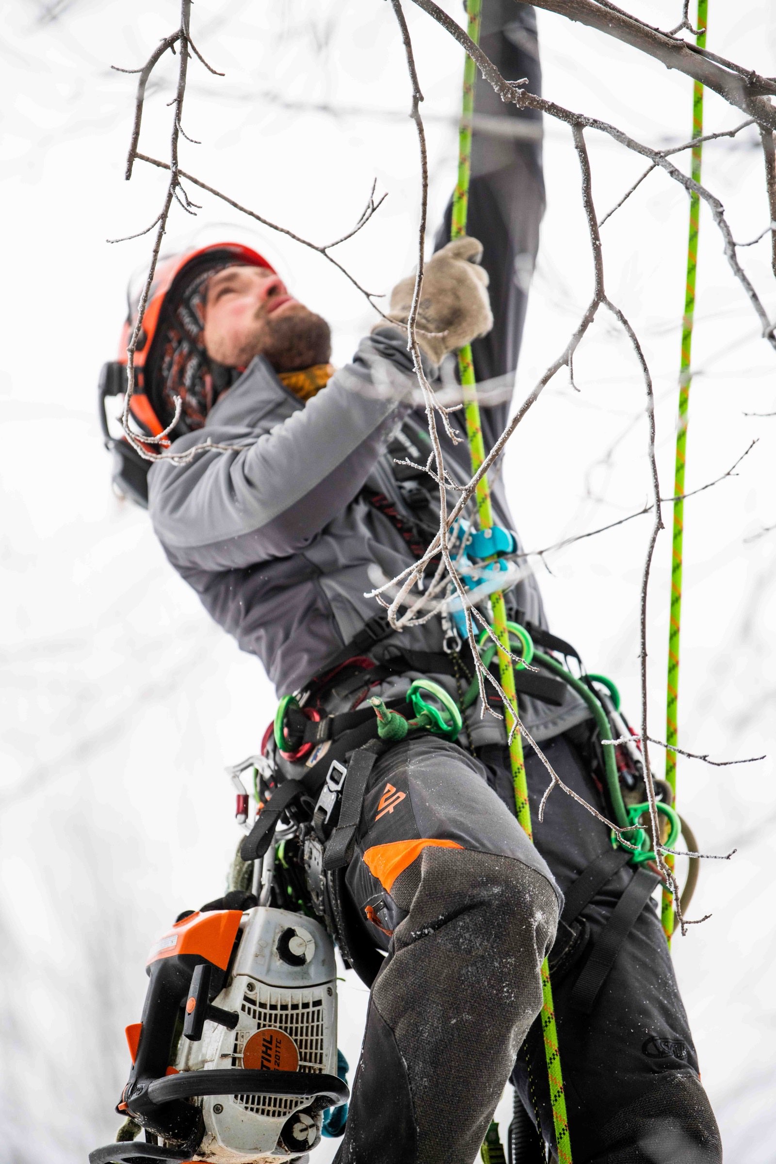 Arborist climbing high in a bare tree with a chainsaw on an overcast winter day