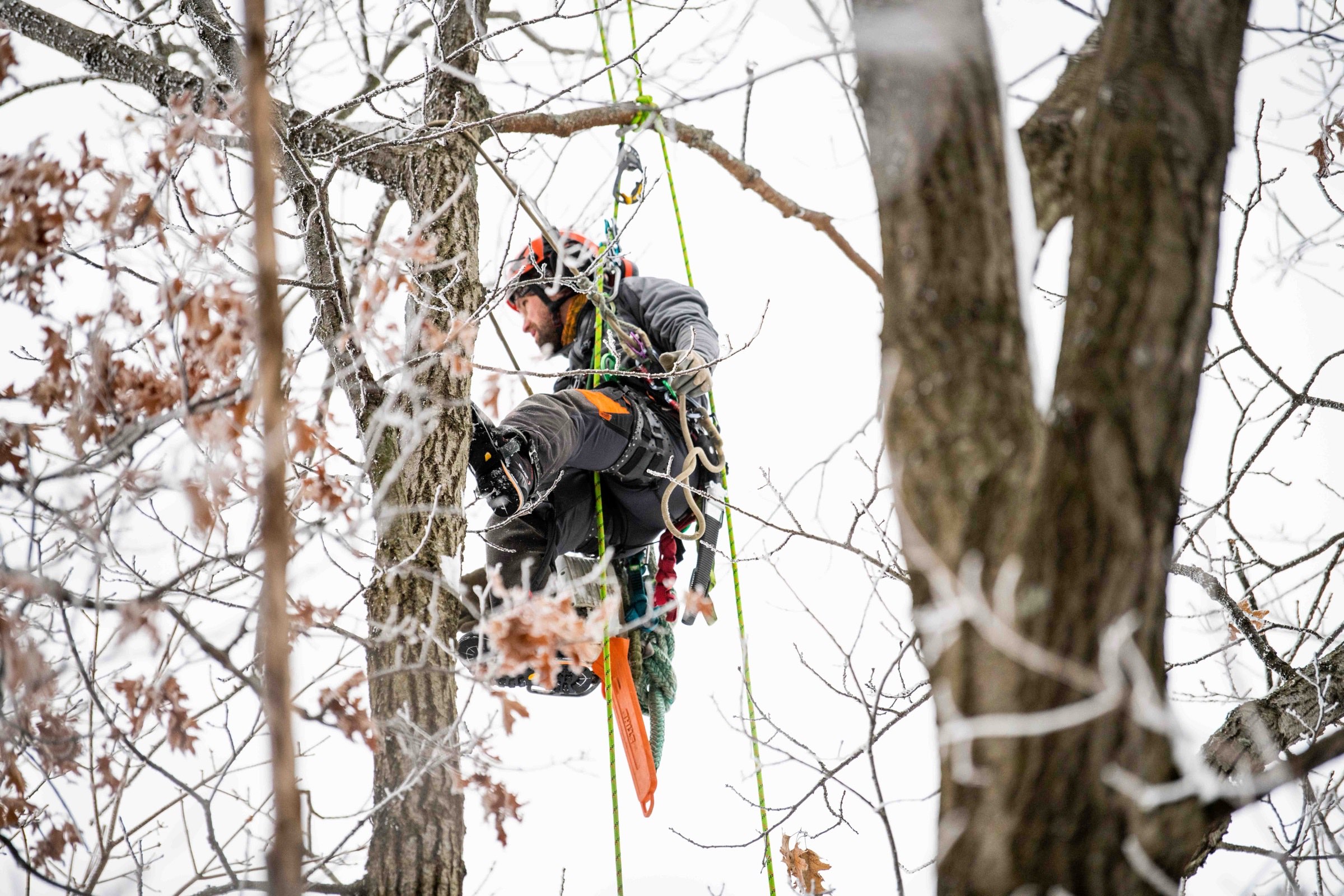 Arborist suspended among bare branches with rope and rigging in a snowy forest