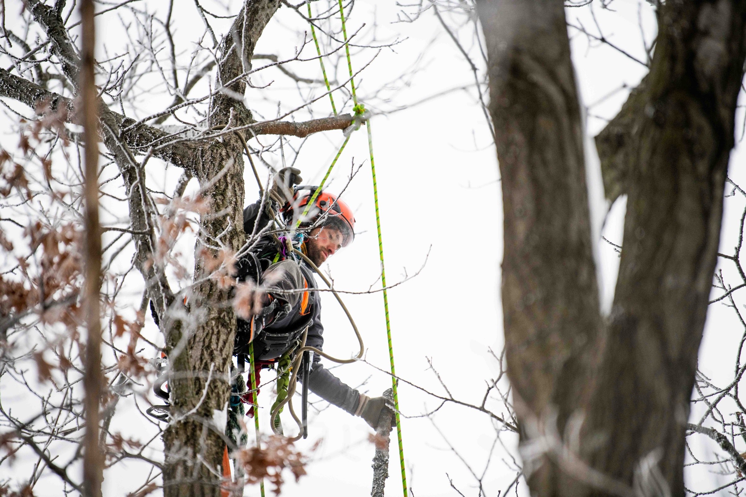 Climber working with a chainsaw down in the canopy of an iced winter tree