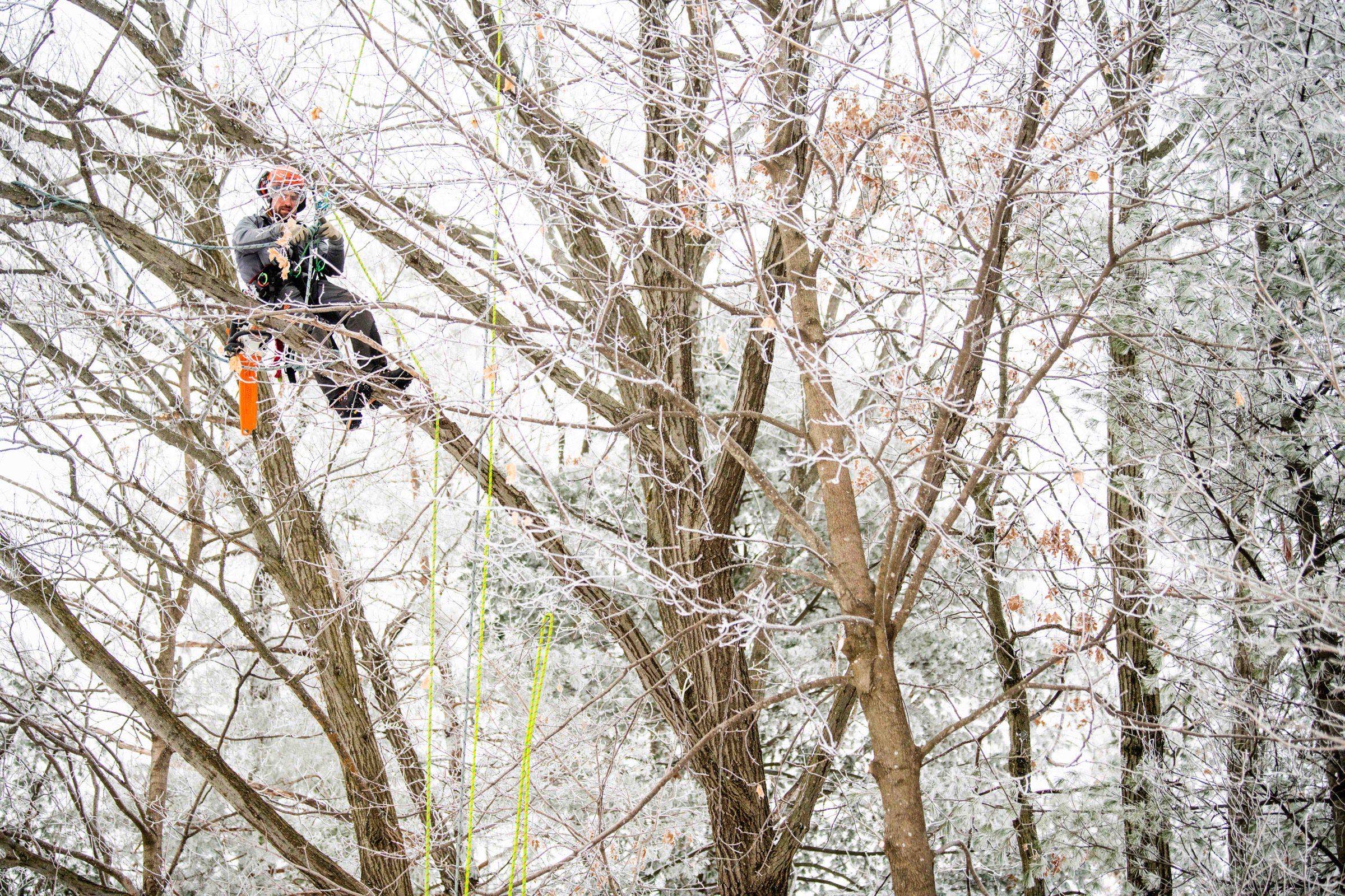 Climber working deep in a dense ice-frosted winter canopy with mist