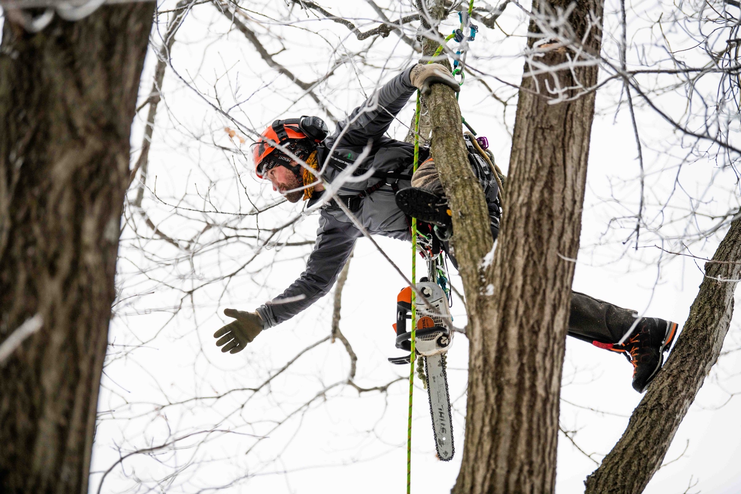 Arborist reaching out from a leaning trunk while roped into an icy tree