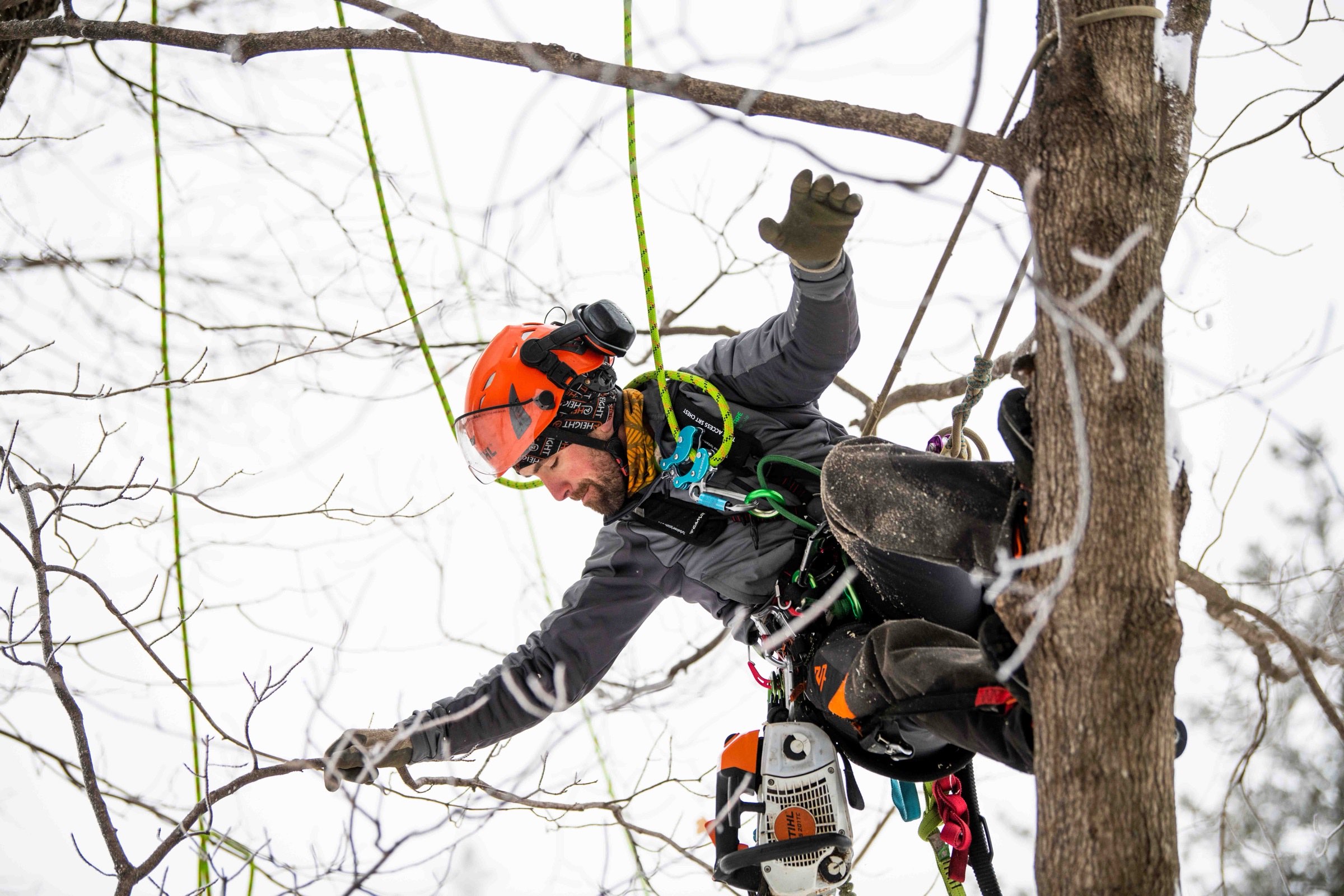 Tree Loving Care project 2