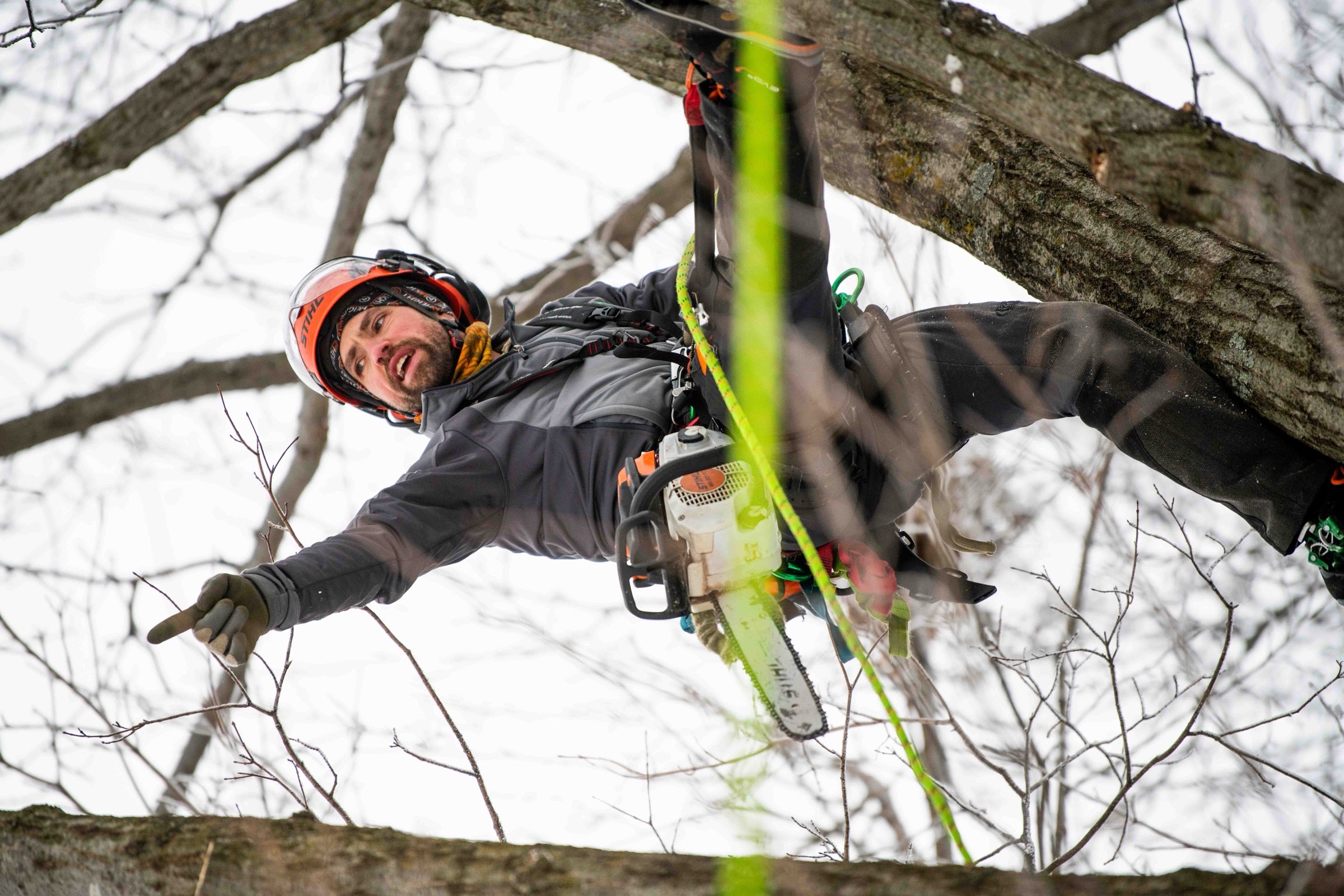 Arborist ascending into the bare upper canopy of an ice-covered tree
