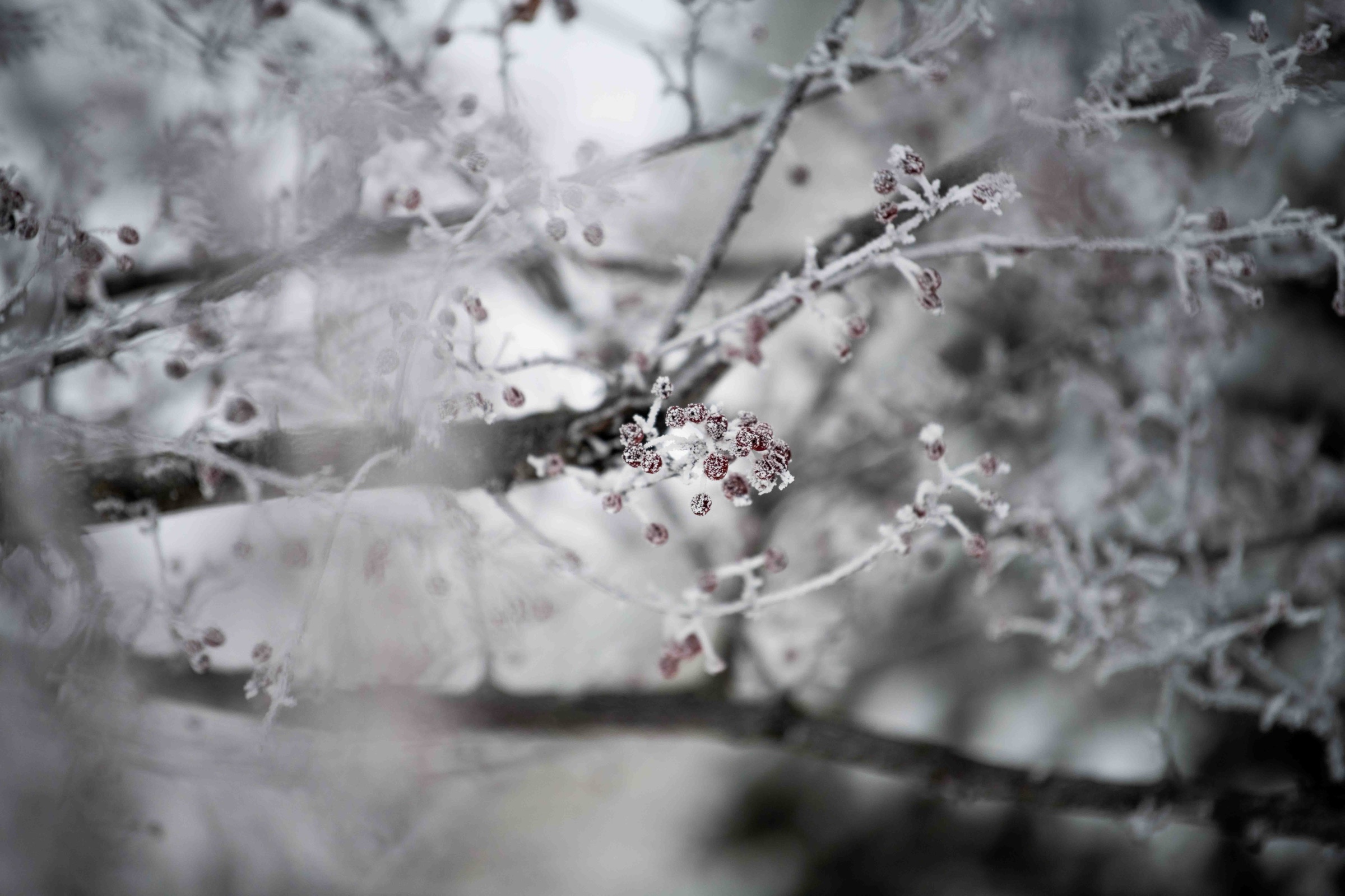 Close portrait of a climber on a rope looking down through frosted branches