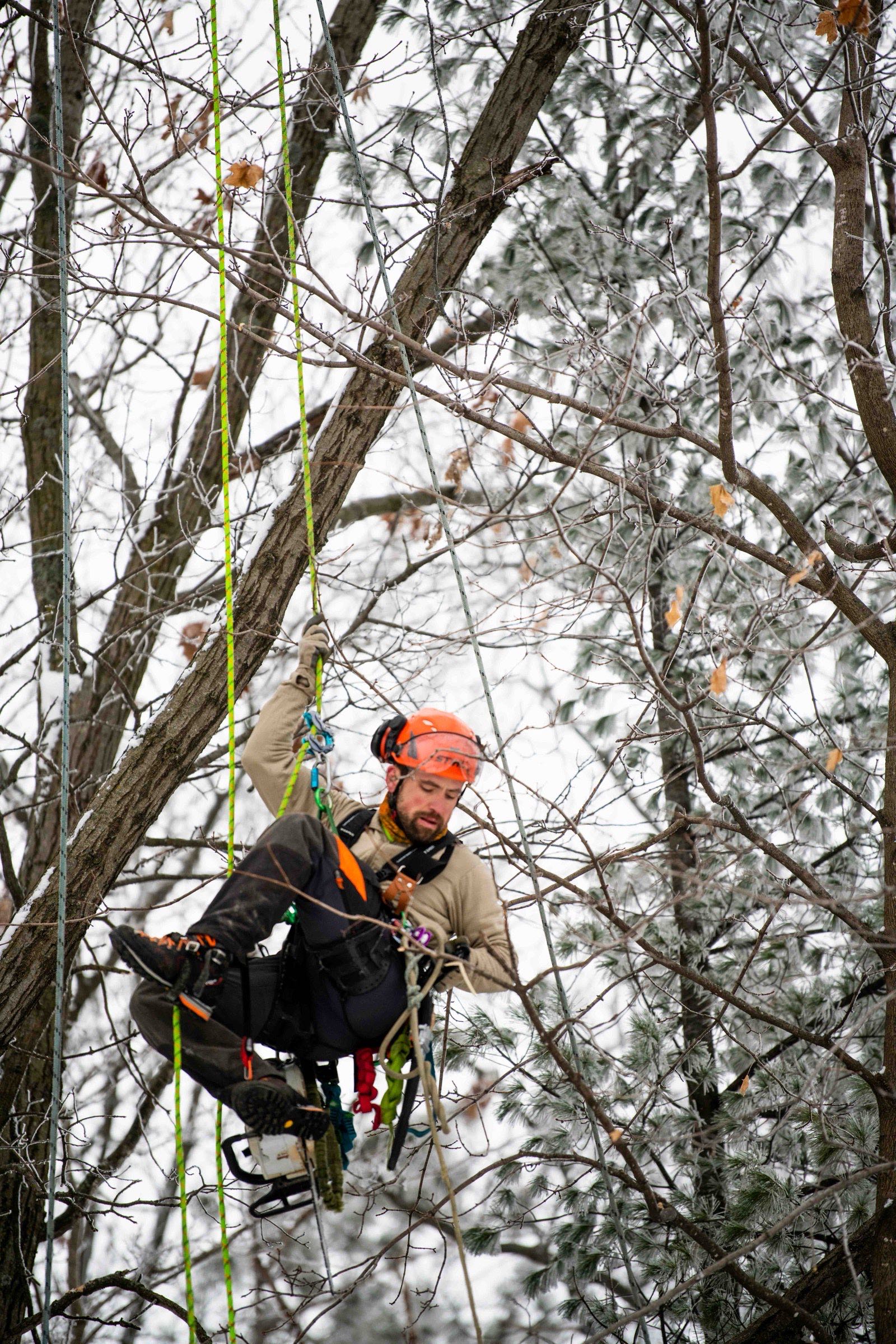 Smiling arborist ascending a climbing rope through snow-dusted pine branches