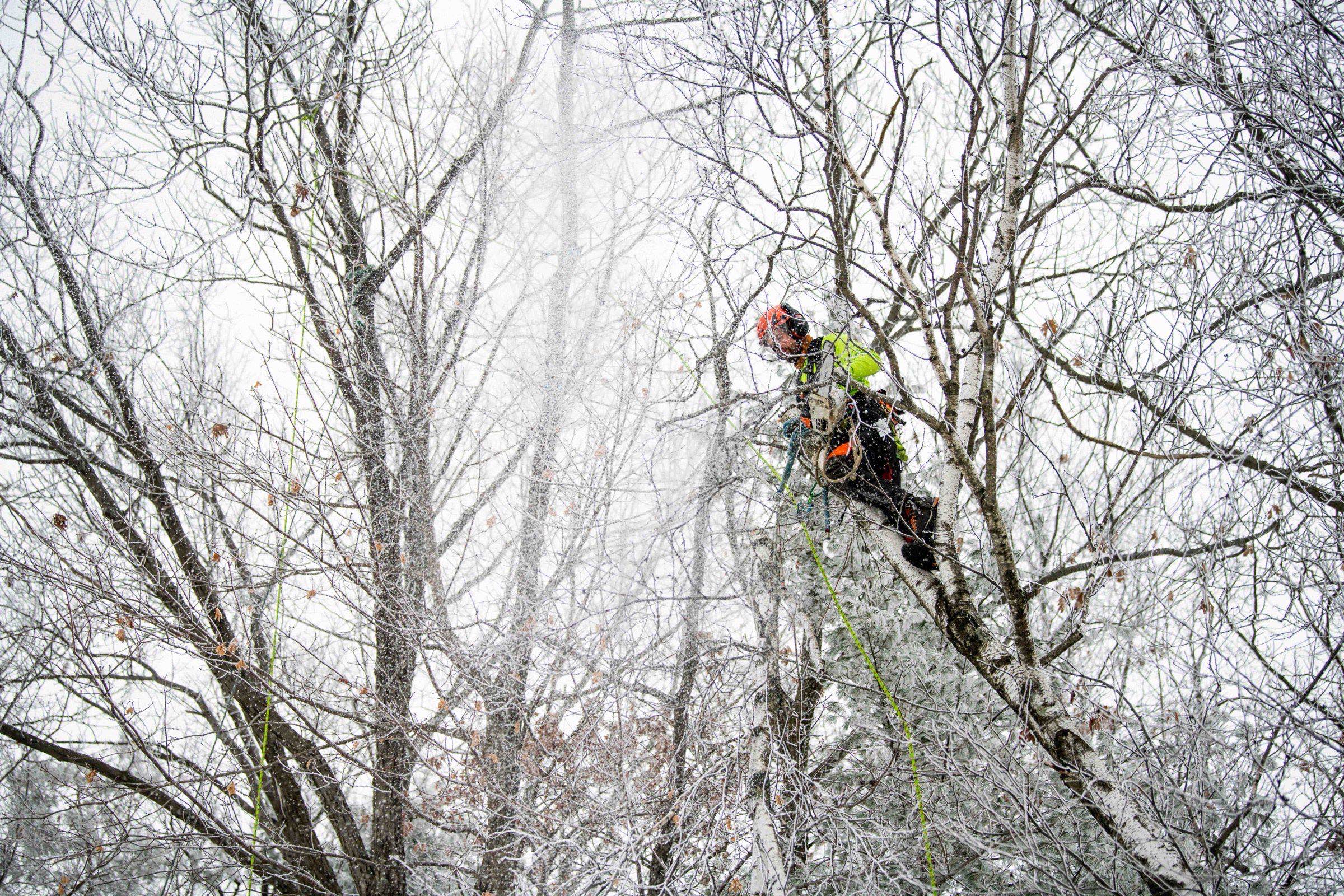 Climber high in a tall ice-coated tree against a pale winter sky