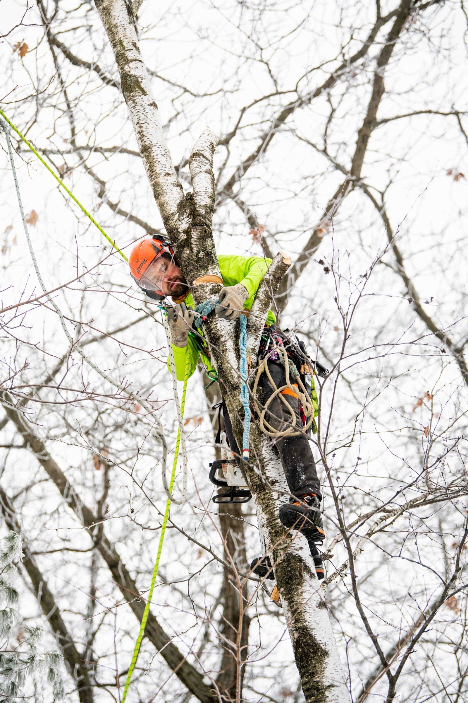 Arborist seated in the crook of a large bare tree handling a chainsaw in winter