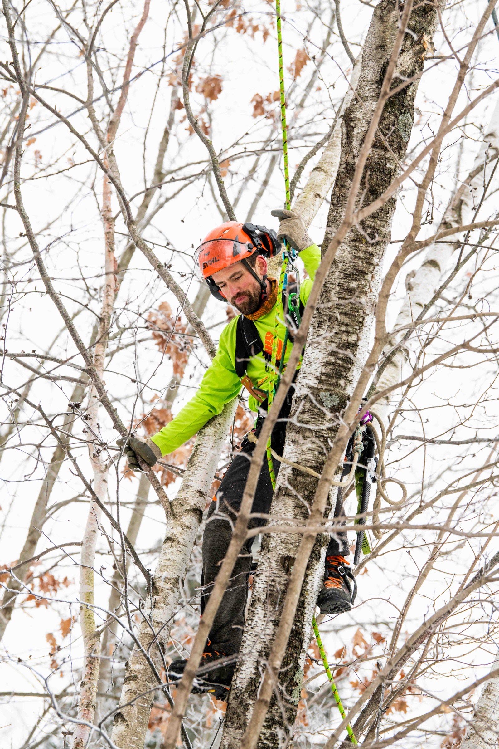 Arborist in green hi-vis climbing a slender ice-frosted tree