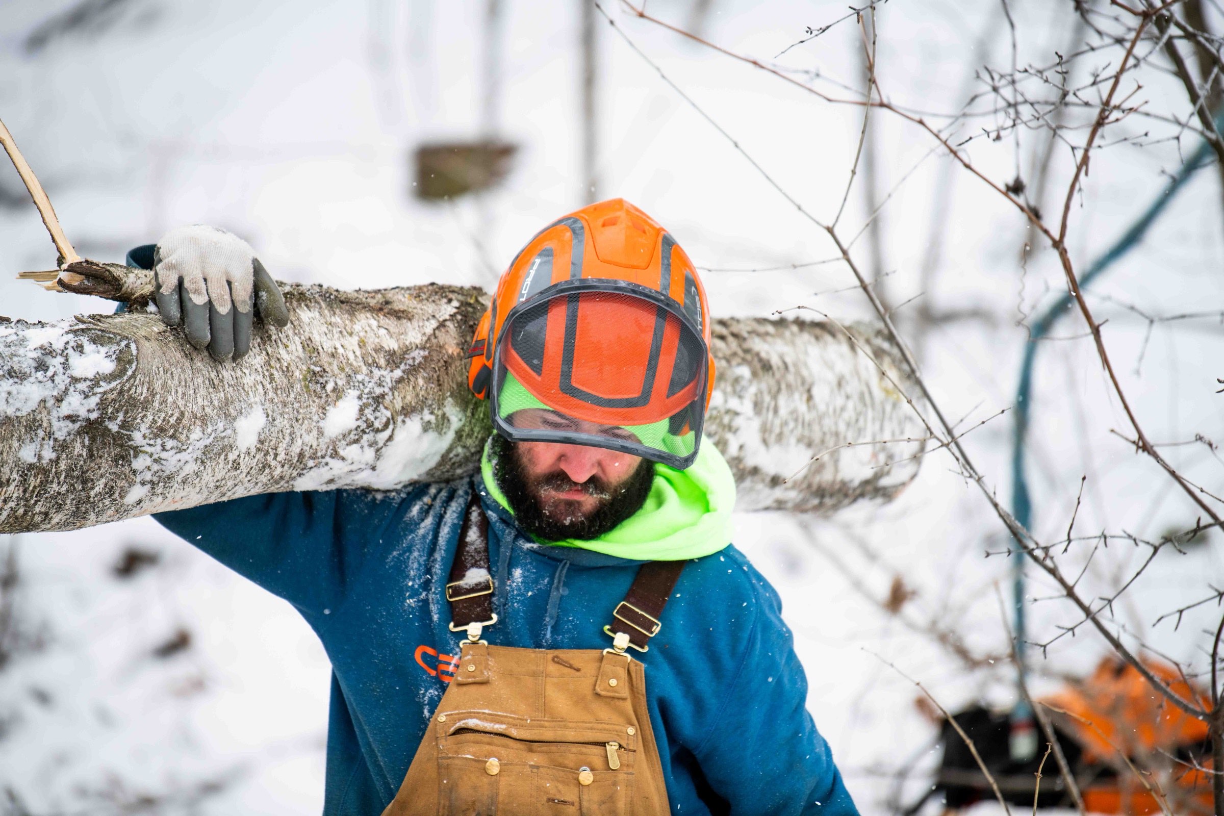 Arborist working among white birch trunks in winter