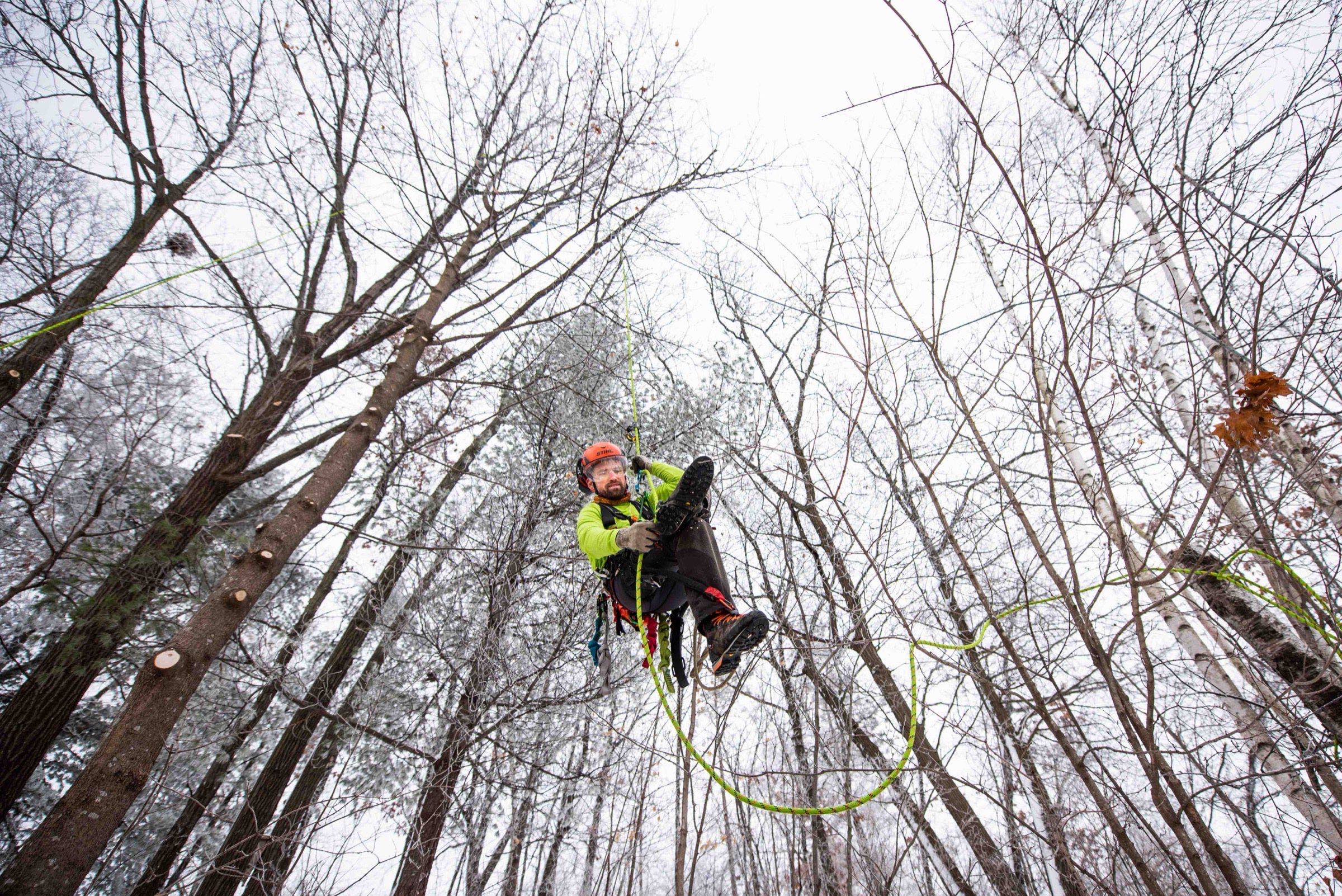 An arborist working high in the canopy