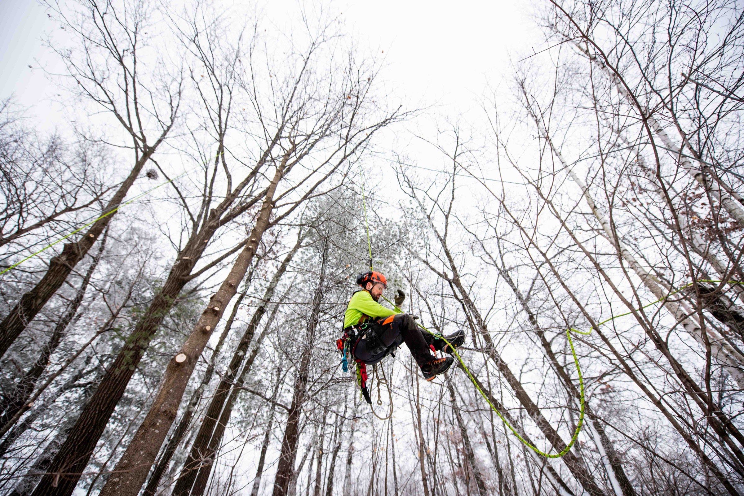 Arborist mid-swing on a rope high among tall bare winter trees