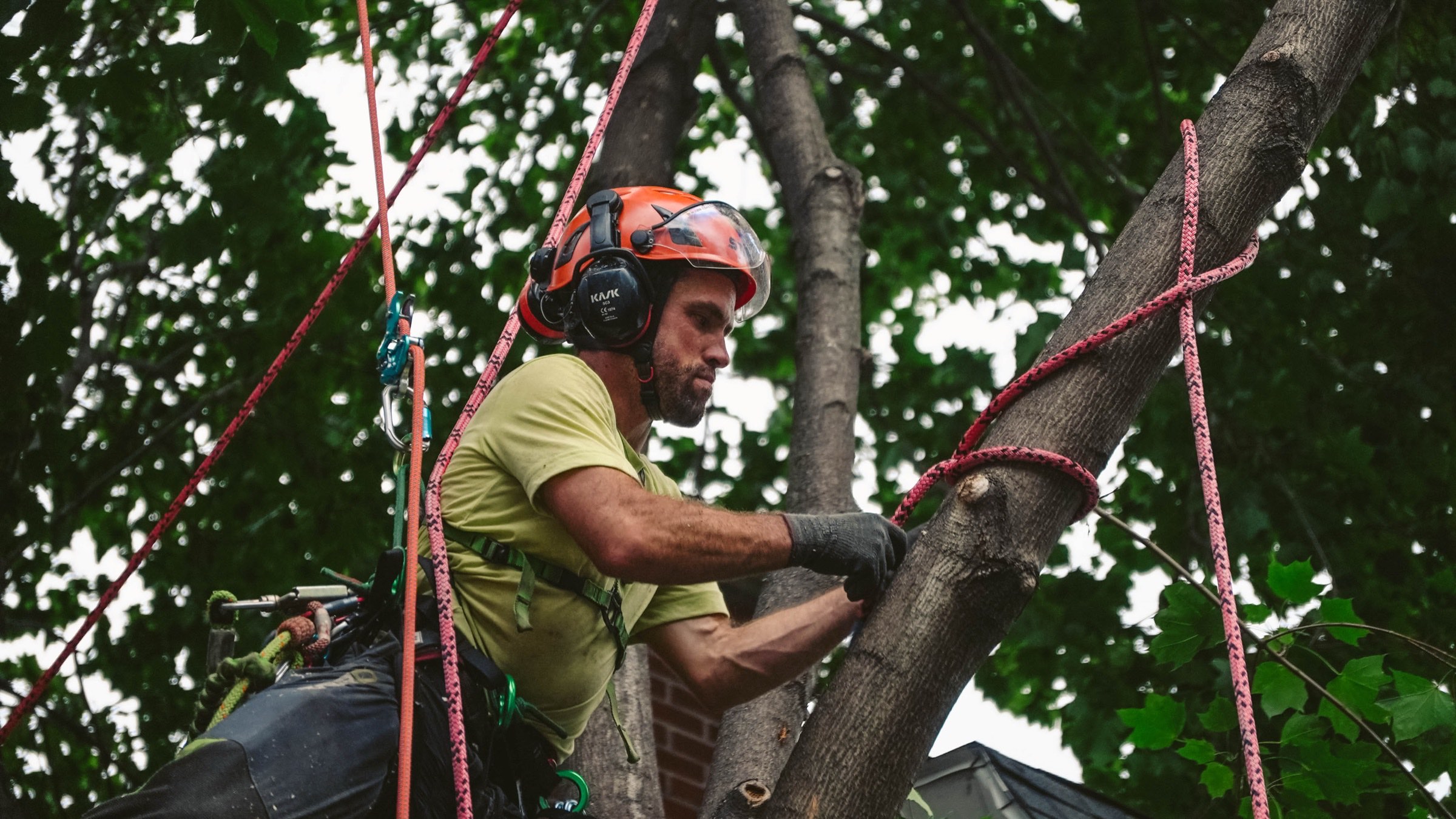 Tree Pruning & Trimming