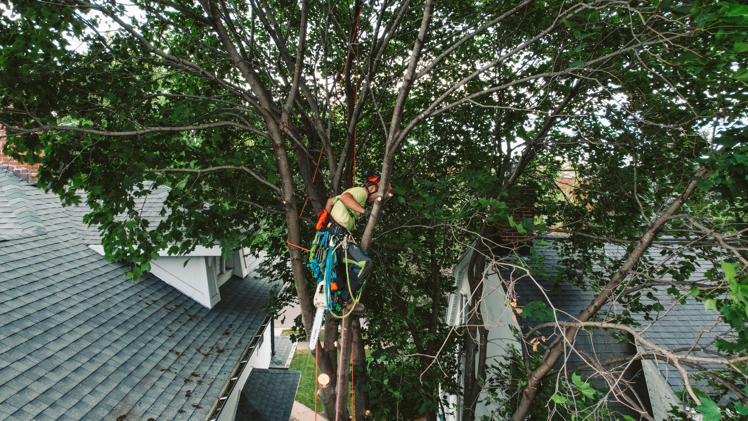 Mature tree canopy over homes in the Driftless Region of western Wisconsin