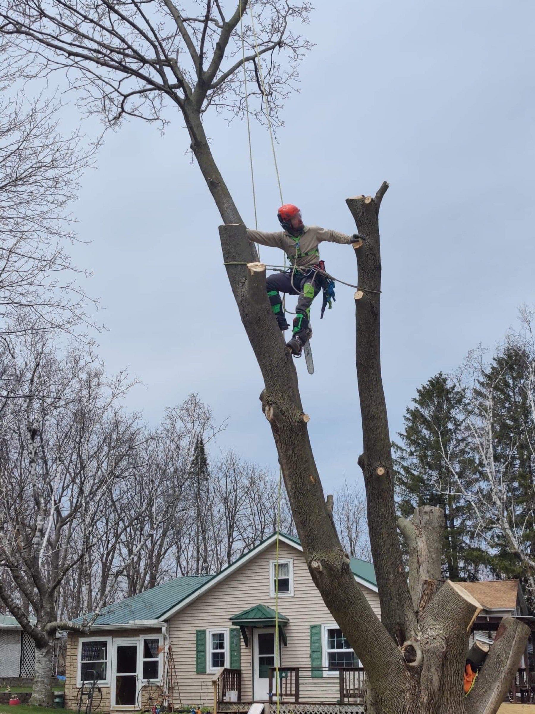Tree Removal